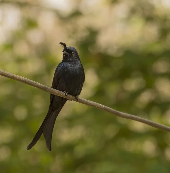 Drongo Bertitik — Stok Foto