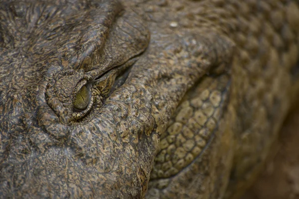 Crocodaile het oog — Stockfoto