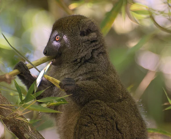 Bamboo lemur eating bamboo — Stock Photo, Image