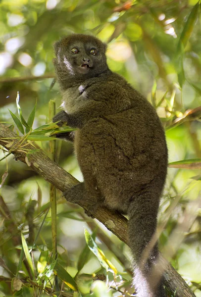 Bamboo lemur in bamboo forest — Stock Photo, Image