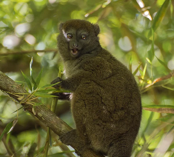 Bamboo lemur eating bamboo Stock Image