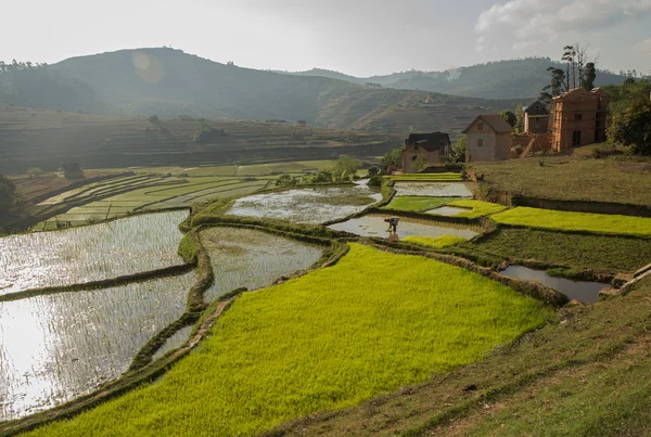 MADAGAScar 'DA RICE Arazileri