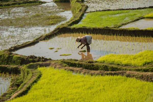 MADAGAScar 'DA RICE Arazileri