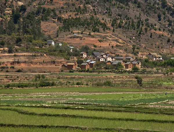 Aldeia malgaxe e campos de arroz Fotos De Bancos De Imagens