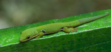 Tavuskuşu yeşil gecko yeşil Küpeşte üzerinde