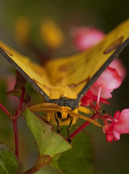 Comet moth close up, male — Stock Photo, Image