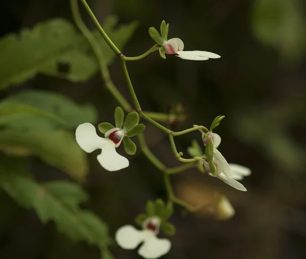 Madagascar wild orchid — Stock Photo, Image