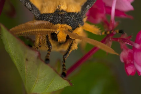 Komet moth nära upp, hane — Stockfoto