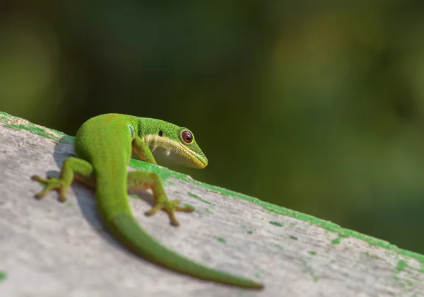 Gecko de dia malgaxe — Fotografia de Stock