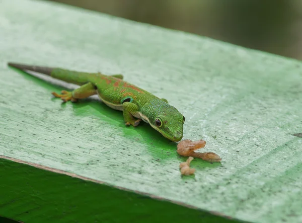 Páv den Gecko jíst — Stock fotografie