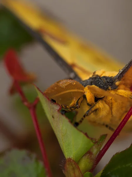 Komet moth nära upp, hane Stockbild