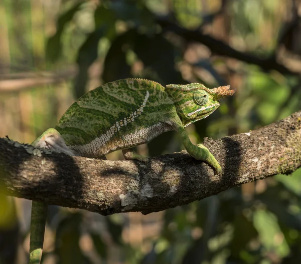 Camaleão na árvore, Madagáscar — Fotografia de Stock