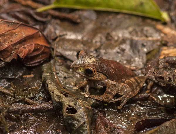 Frog from rain forest of Madagascar