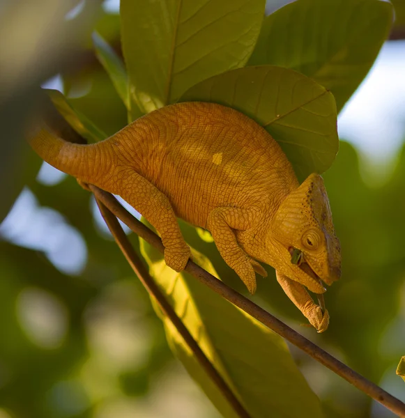 Camaleão comendo pequeno lagarto — Fotografia de Stock
