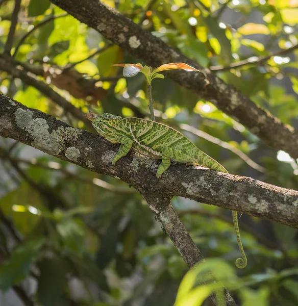 ツリーで、Madagaskar カメレオン — ストック写真