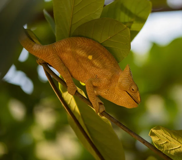 Camaleão comendo pequeno lagarto — Fotografia de Stock