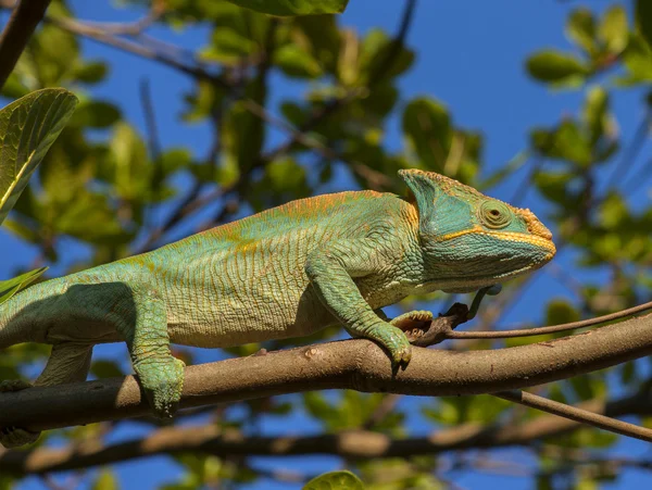 Camaleão subindo no galho da árvore — Fotografia de Stock