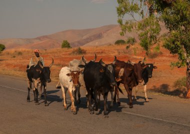 Çoban ve onun zabu zebu, Horombe plateu, Madagaskar, 1 Ekim 2014