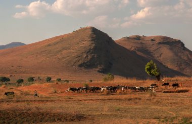 Zebu sürüsü Horombe plateu, Madagaskar, 1 Ekim 2014 tarihinde