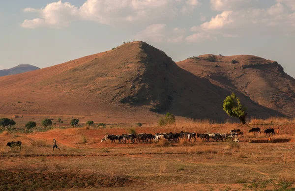 Stáda zebu na Horombe plateu, Madagaskar, 1. října 2014 — Stock fotografie