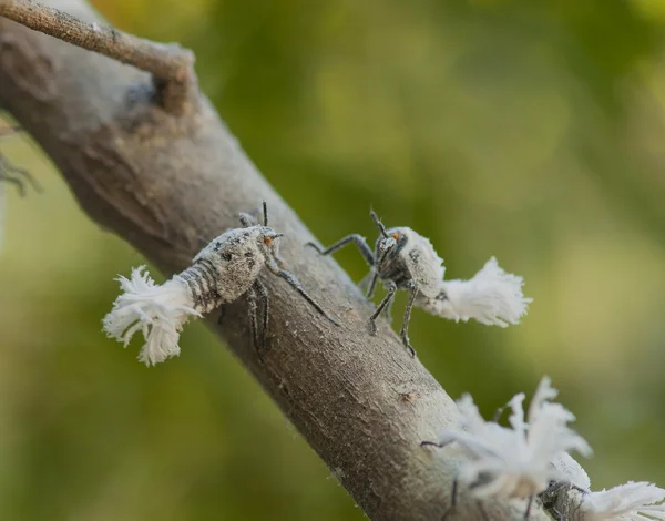 Nymphs of Phromnia Rosea are fighting Royalty Free Stock Photos