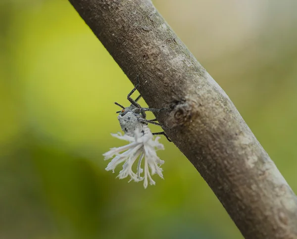 Flatid Leaf Bug nymph Royalty Free Stock Photos