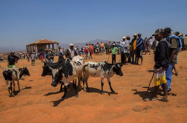 Zebu-Markt — Stockfoto