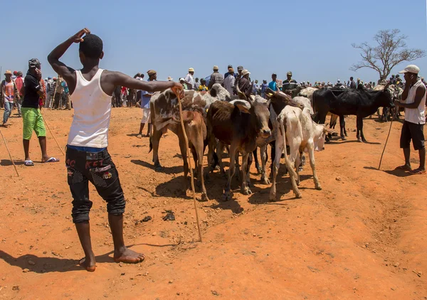 Zebu marknaden — Stockfoto