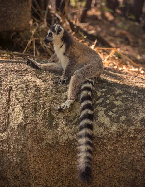 Lemur pierścionek z resztą — Zdjęcie stockowe