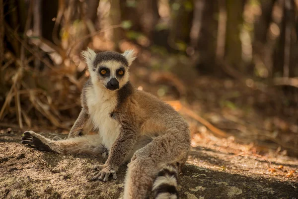 Lêmure-de-cauda-anelada na pedra na floresta — Fotografia de Stock