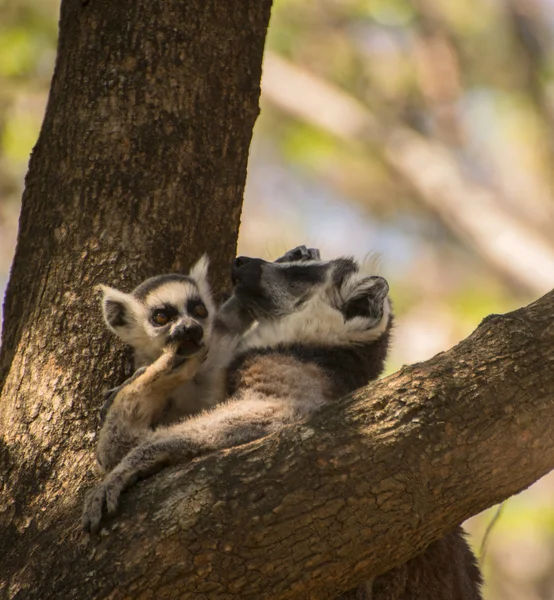 Baby lemur plays with her mom — Stock Photo, Image