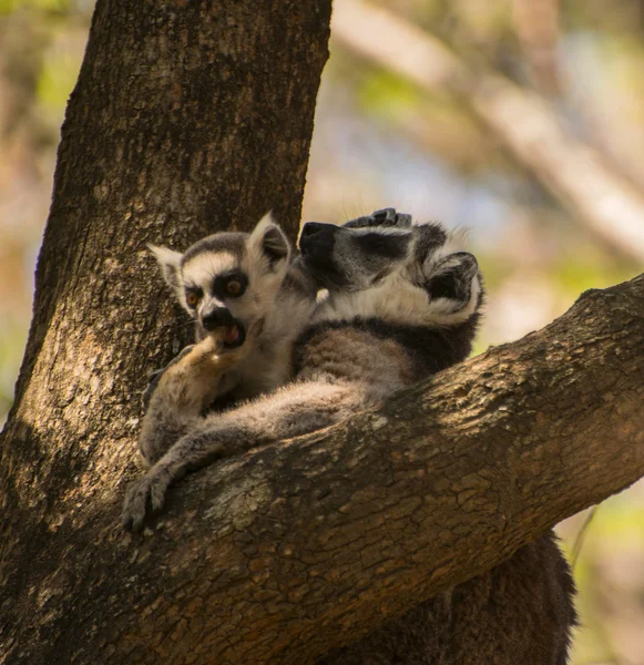 Baby lemur plays with her mom — Stock Photo, Image