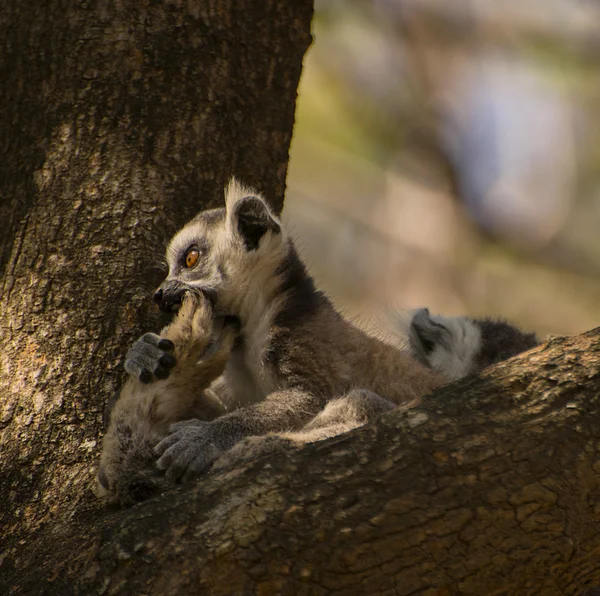 Baby lemur bites mama's leg — Stock Photo, Image