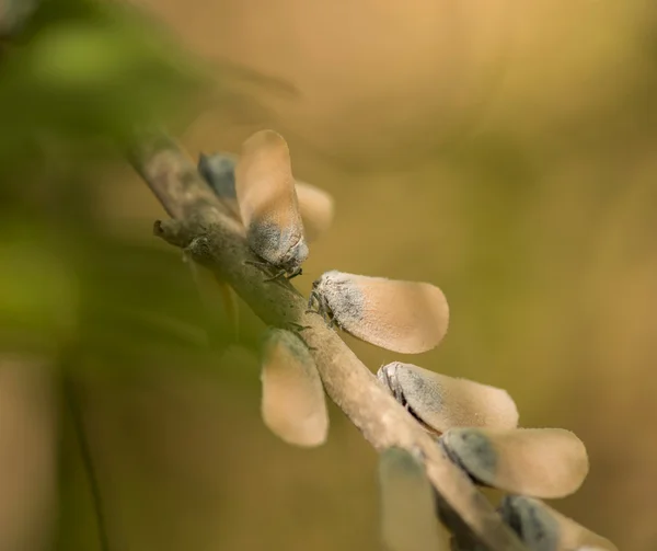 Bugs de folhas flácidas — Fotografia de Stock
