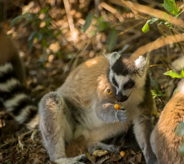 Ring-tailed lemur eats berry Stok Resim