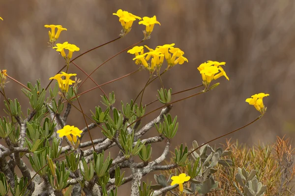 Нога слона (Pachypodium rosulatum ) — стоковое фото