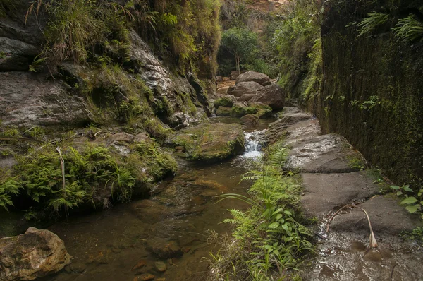 Isalo Milli Parkı Madagaskar kanyonda gölde SMAL