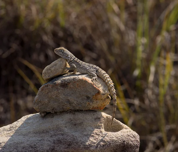 Lagarto está descansando sobre as pedras — Fotografia de Stock