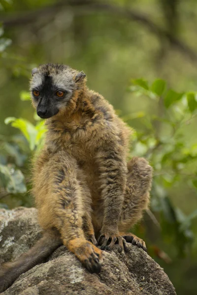 Almindelig brun lemur i naturen - Stock-foto