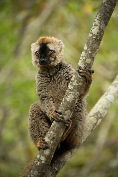 Wspólnej brązowy lemur w środowisku naturalnym — Zdjęcie stockowe