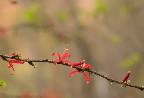 Fleur rouge dans la nature — Photo