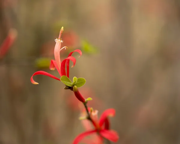 Fleur rouge dans la nature — Photo