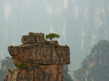 Çam ağacı uçurumun tepesinde. Zhangjiajie Milli Parkı, Çin