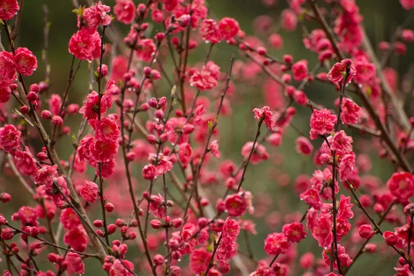 Flores de cereja em Zhangjiajie parque florestal — Fotografia de Stock