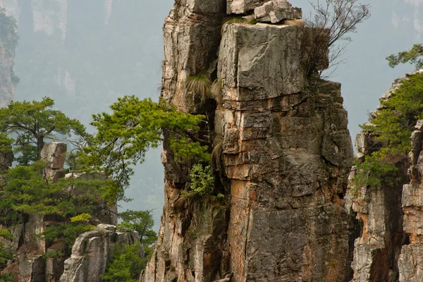 Pinhais e penhascos. Parque nacional de Zhangjiajie, China — Fotografia de Stock