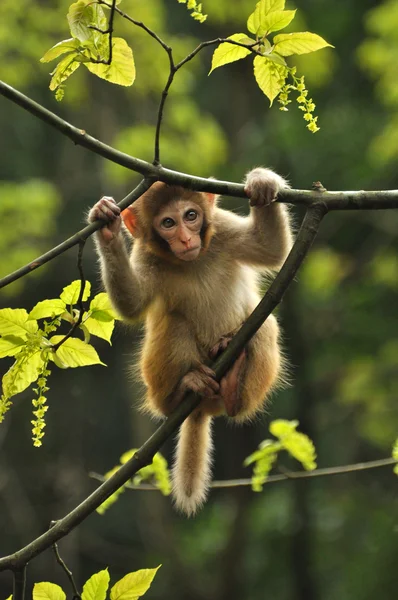 Affenbaby auf dem Baum, Waldpark Zhangjiajie — Stockfoto