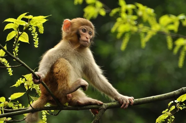 Monkey on the brunch of tree, Zhangjiajie national park — Stock Photo, Image