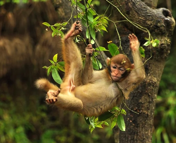 Monkey falling from tree — Stock Photo, Image