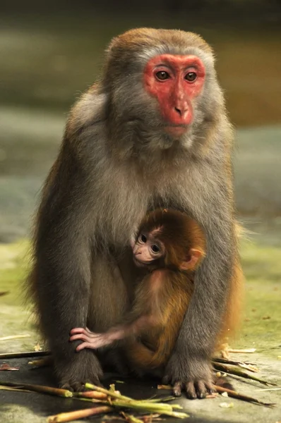 Äffchen mit Baby, Zhangjiajie Nationalpark, China — Stockfoto