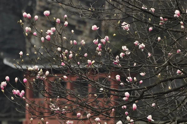 Magnolia en fleurs dans le parc national Tianmenshan — Photo